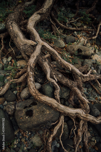 tree roots in the forest