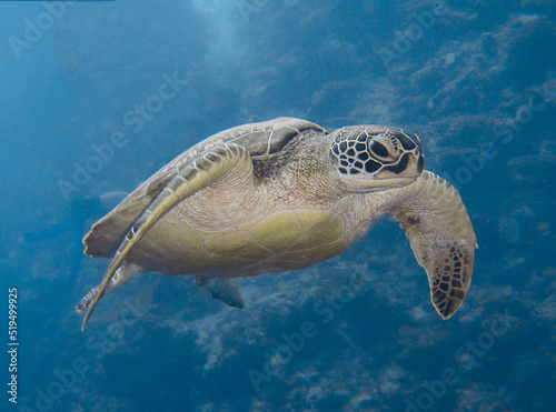A green turtle swimming in open water. copy space