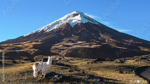 Konstfotografi Volcán Cotopaxi junto a Llama, Ecuador.