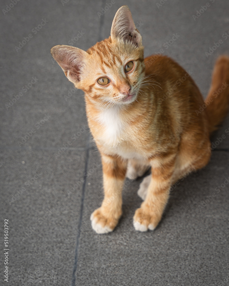 Little Cute Cat orange ginger yellow kitten cat sits on the grey ceramic floor and look at people with curiosity based on the kitten's curiosity habit. Little Cute Cat orange ginger yellow kitten cat sits on the grey ceramic floor and look at people with curiosity based on the kitten's curiosity habit.