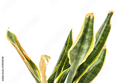 Obraz na plátně Wilted snake plant on white background, closeup