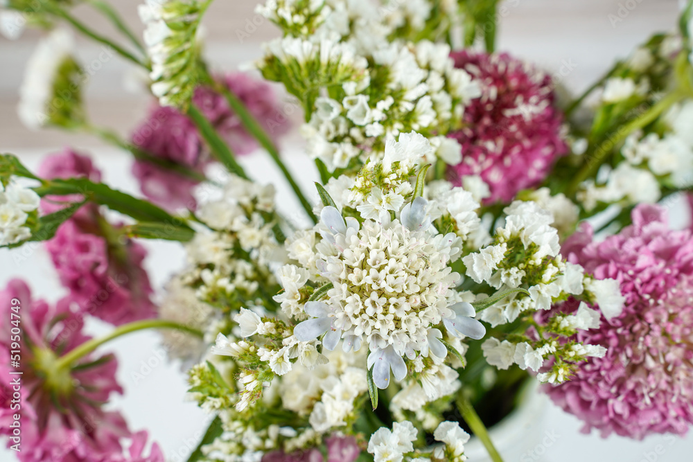 Close up of a white starflower with pink scabiosa flowers surrounding it. Close up of a white starflower with pink scabiosa flowers surrounding it.