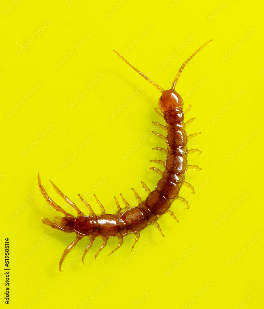 Fototapeta premium Centipede isolated on yellow background.