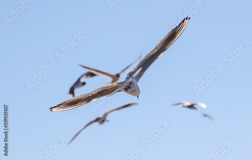 Photography A flock of seagulls in flight against a sky.