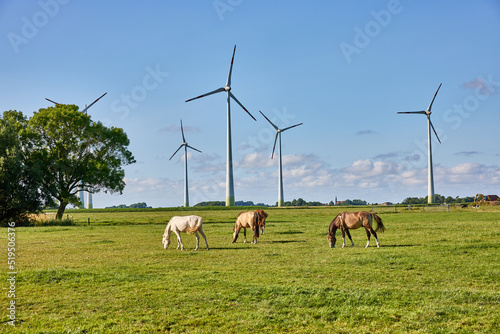 Fototapeta Naklejka Na Ścianę i Meble -  Pferdekoppel Friesland