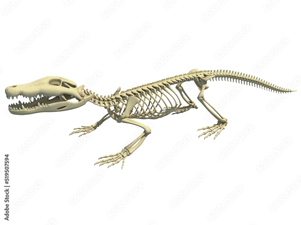 Crocodile Skeleton animal anatomy 3D rendering Crocodile Skeleton animal anatomy 3D rendering