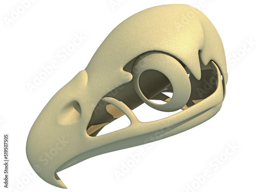 Bald Eagle Skull animal anatomy 3D rendering photo