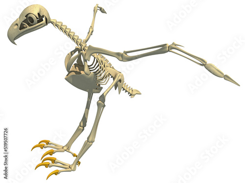 Bald Eagle Skeleton bird anatomy 3D rendering
