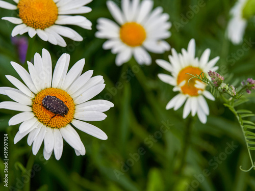 The flowering of daisies. Ox eye daisy, Leucanthemum vulgare, daisies, fox, common chamomile, dog chamomile, moon chamomile. Gardening concept