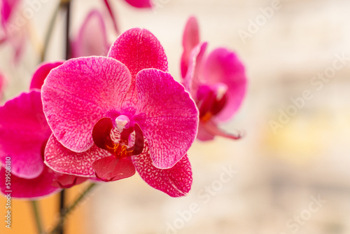 pink orchid flower with copy space