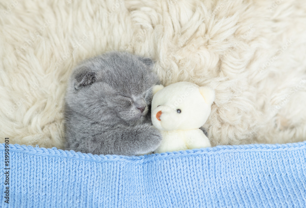 Cozy tiny kitten sleeps with favorite toy bear under warm  blanket on a bed at home. Top down view