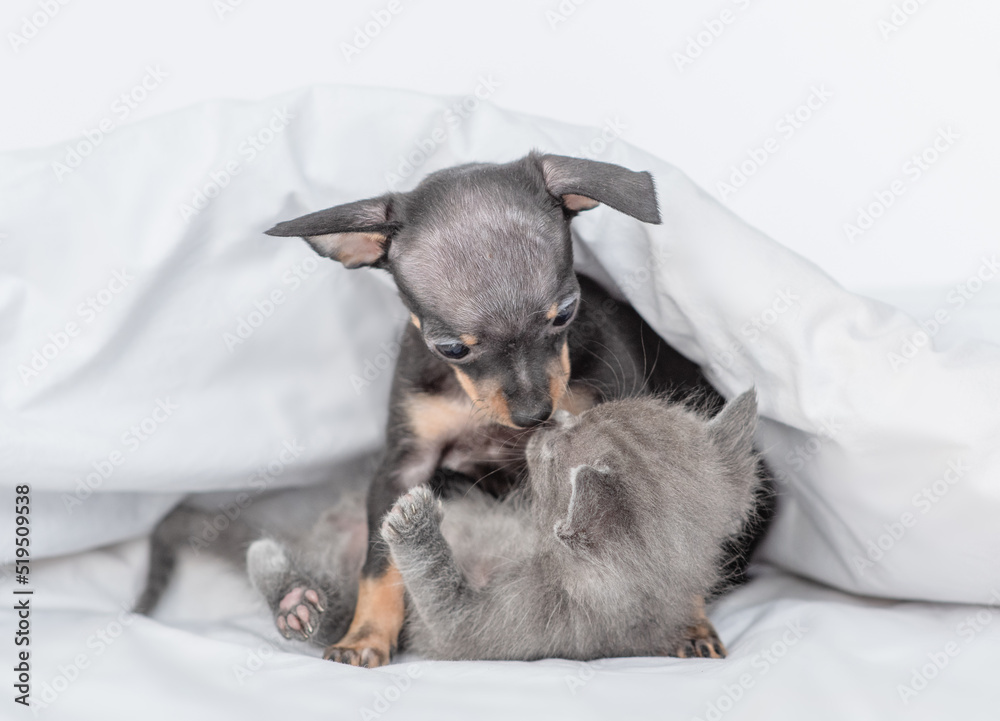 Playful Toy terrier puppy hugs baby kitten under white blanket on a bed at home Playful Toy terrier puppy hugs baby kitten under white blanket on a bed at home