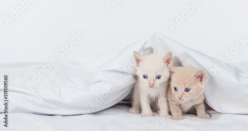 Two tiny kittens sit under a warm blanket on a bed at home. Empty space for text