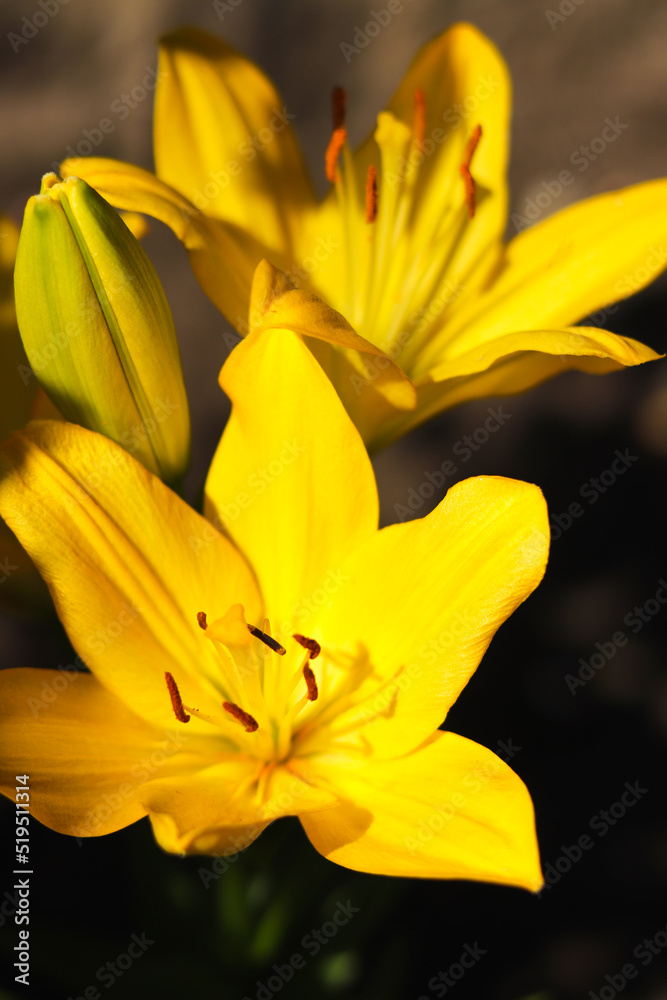 Yellow lilies blooming in the garden. Flowers on a dark background. Yellow lilies blooming in the garden. Flowers on a dark background.
