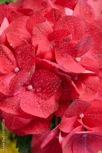 Fototapeta Naklejka Na Ścianę i Meble -  Hydrangea flowers with water drops, close up