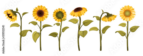 sunflowers. beautiful botanical illustrations with yellow sunflowers. Vector colored floral set of summer flowers photo