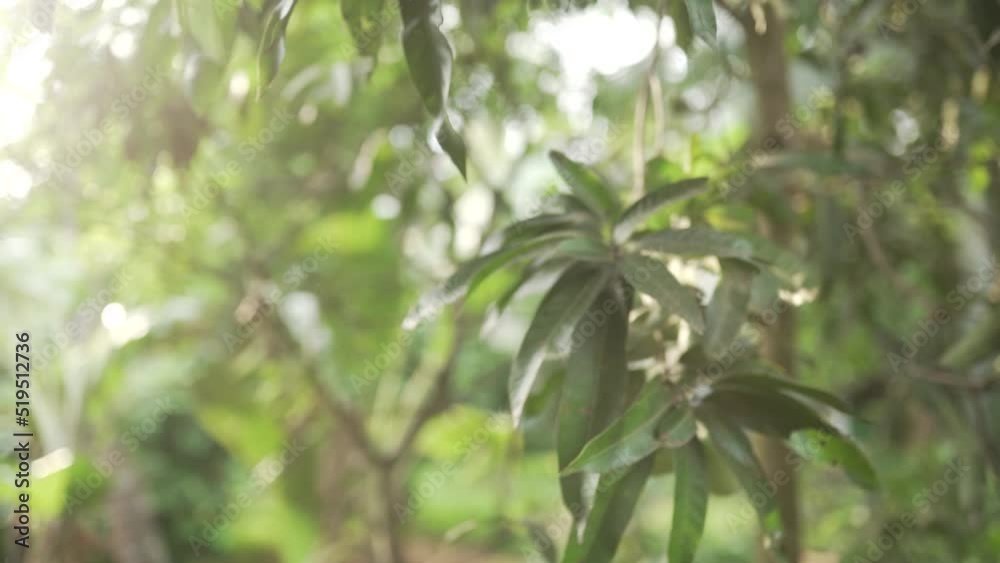 Mango falling from tree | throwing stone at mango | Slow-Motion Mango falling from tree | throwing stone at mango | Slow-Motion