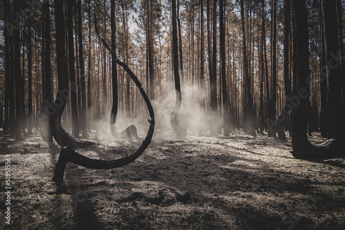 Fotografia Crooked Forest (Krzywy Las) in Poland after devastating wildfire, twisted trees