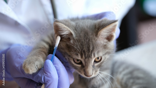 Woman veterinarian doctor examining kitten ears with ear stick © megaflopp