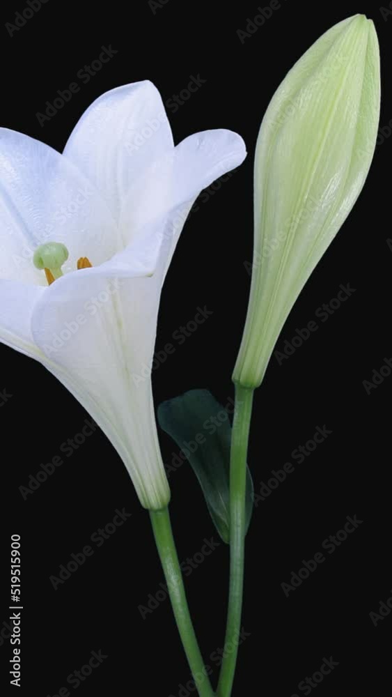 Time lapse of growing, opening and rotating white lily (Lilium Longiflorum) with ALPHA transparency channel isolated on black background, vertical orientation Time lapse of growing, opening and rotating white lily (Lilium Longiflorum) with ALPHA transparency channel isolated on black background, vertical orientation