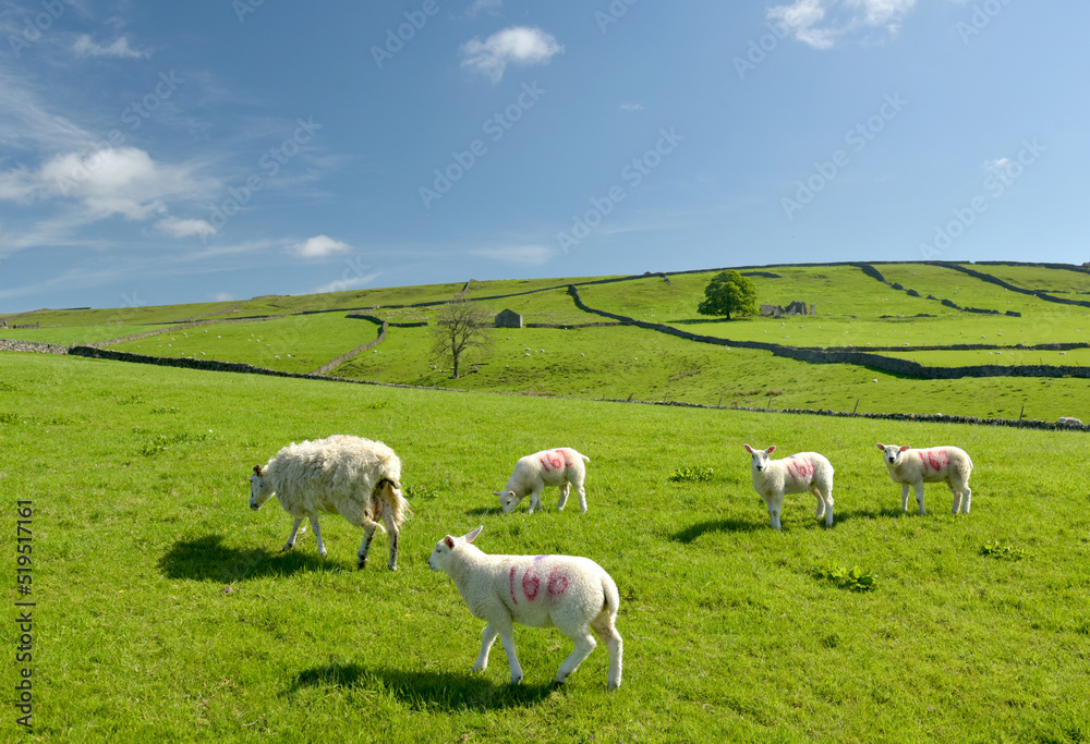 Fototapeta premium Sheep and lambs in Wharfedale near Grassington, Yorkshire Dales