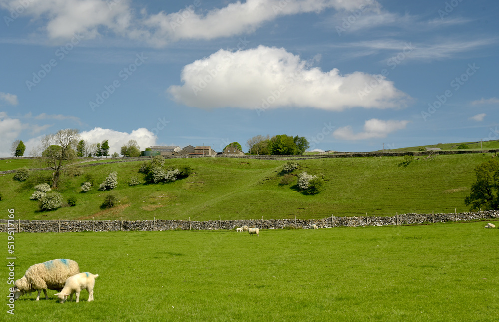 Sheep and lambs in Wharfedale near Grassington, Yorkshire Dales
