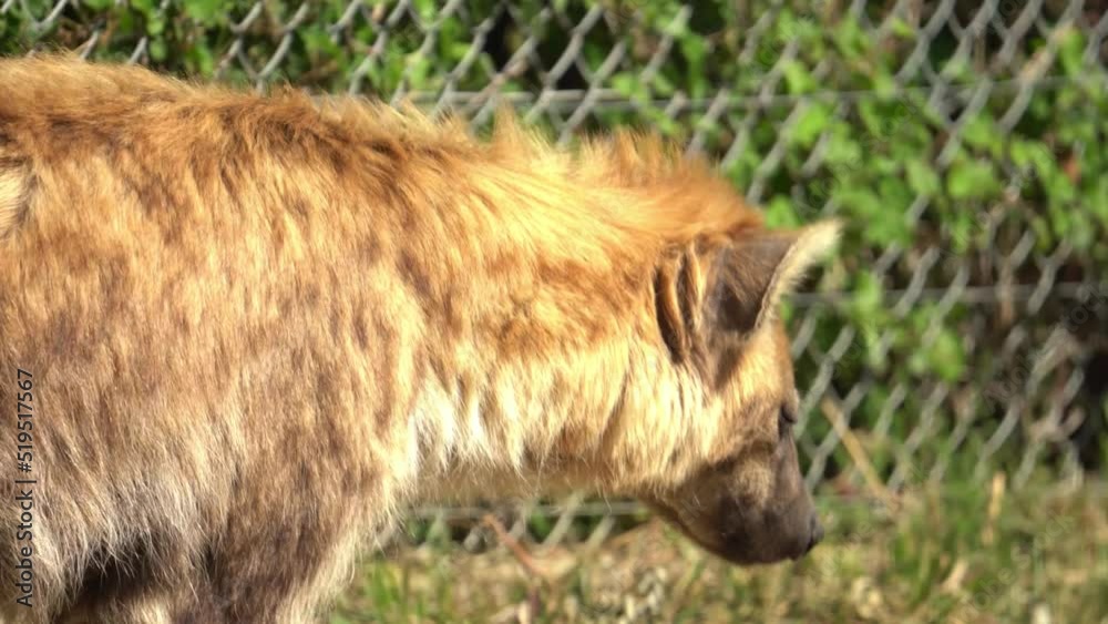 Close Up Of A Spotted Hyena Walking In The Zoo On A Sunny Day. tracking shot Close Up Of A Spotted Hyena Walking In The Zoo On A Sunny Day. tracking shot