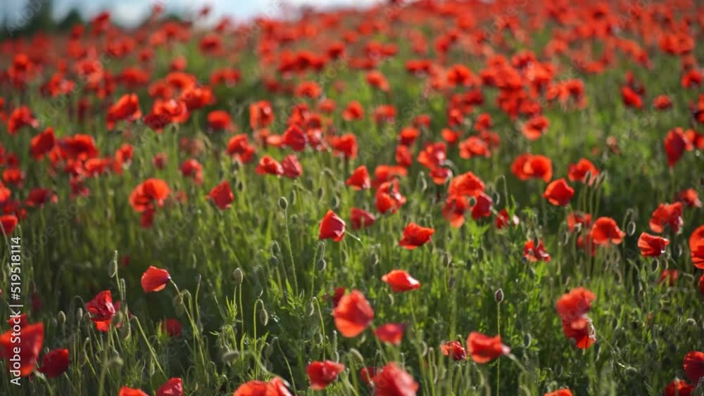 Poppy field flowers field with some light wind captured in slow motion. Poppy field flowers field with some light wind captured in slow motion.