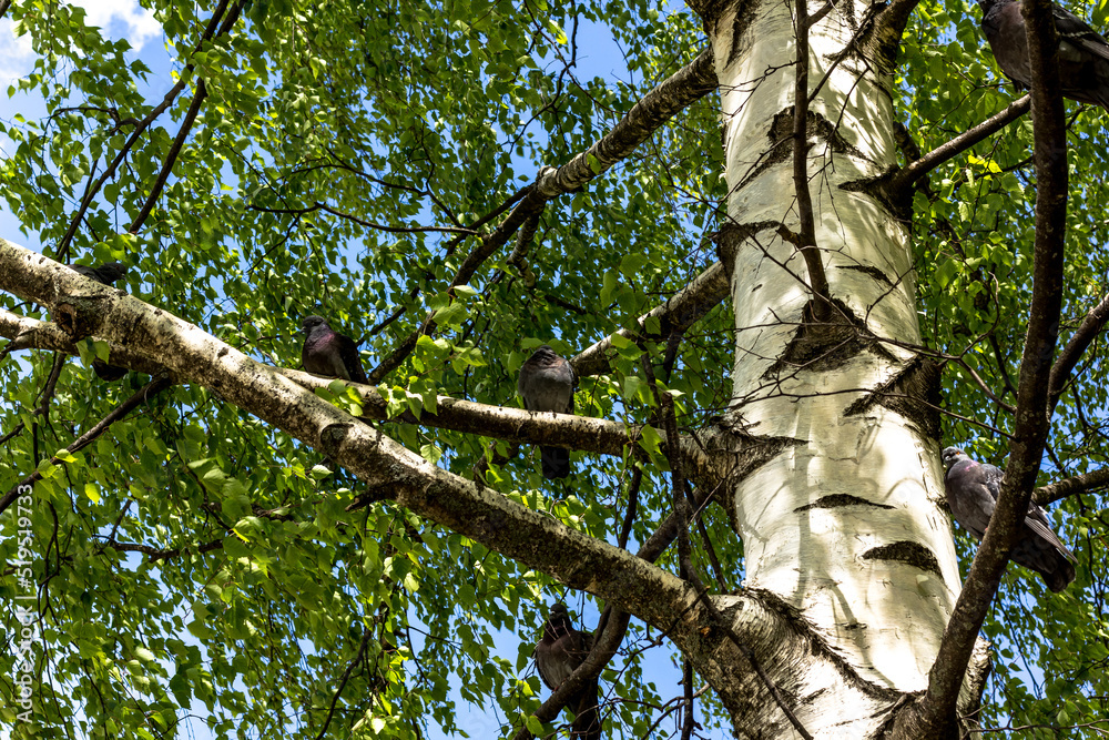 Fototapeta premium Pigeons walk during the day in the park in the city.