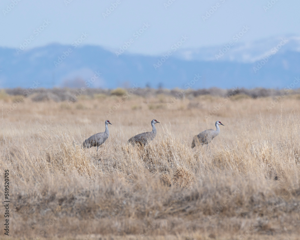 sandhill cranes