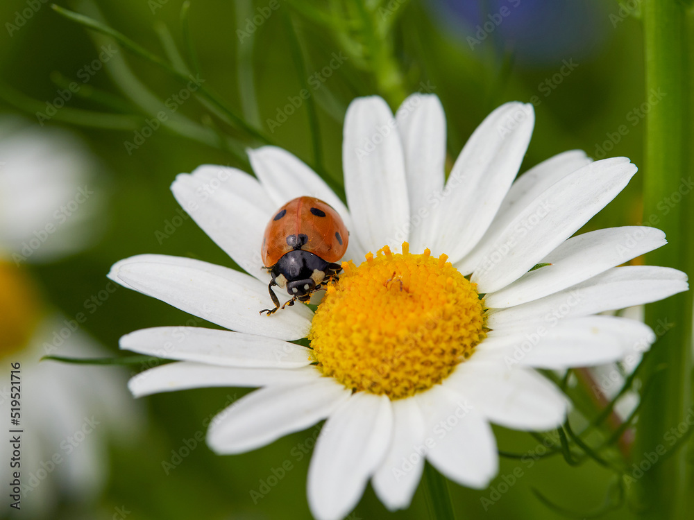 Fototapeta premium white daisies on a blue sky background