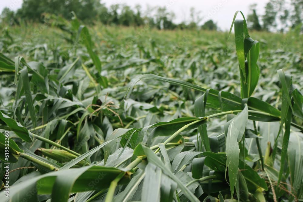 Green Corn field damaged by bad weather on summer. Wind on corn field Green Corn field damaged by bad weather on summer. Wind on corn field
