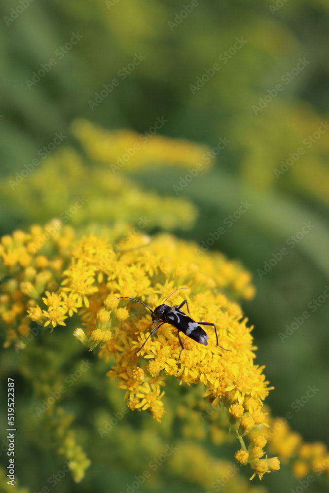 Gray and black Coleoptera insect on yellow flowers of Goldenrod. Coleoptera eating nectar on Solidago gigantea Gray and black Coleoptera insect on yellow flowers of Goldenrod. Coleoptera eating nectar on Solidago gigantea