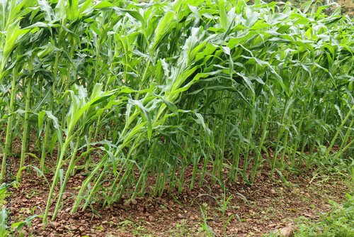 Green Corn field damaged by bad weather on summer. Wind on corn field 