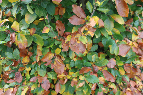 European beech tree with beautiful yellow leaves on sunlight on autumn season. Fagus sylvatica  photo