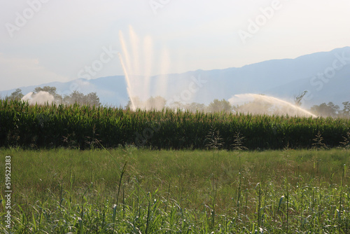 Agricultural irrigation system watering green corn field on sunny summer day in the northern italian countryside with mountains background