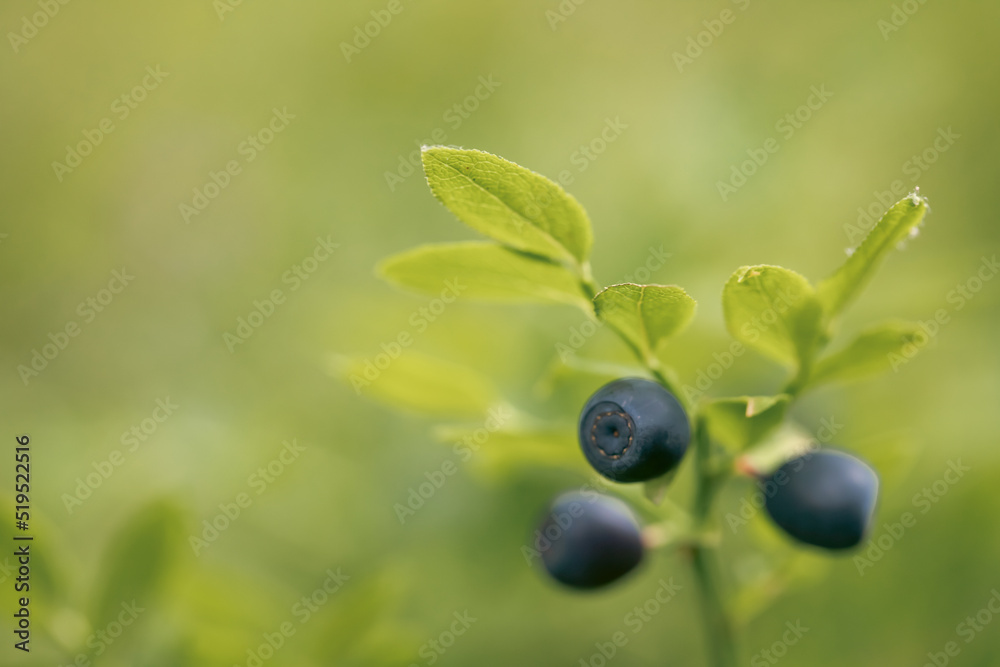 Fresh organic blueberries on the Bush. Fresh organic blueberries on the Bush.