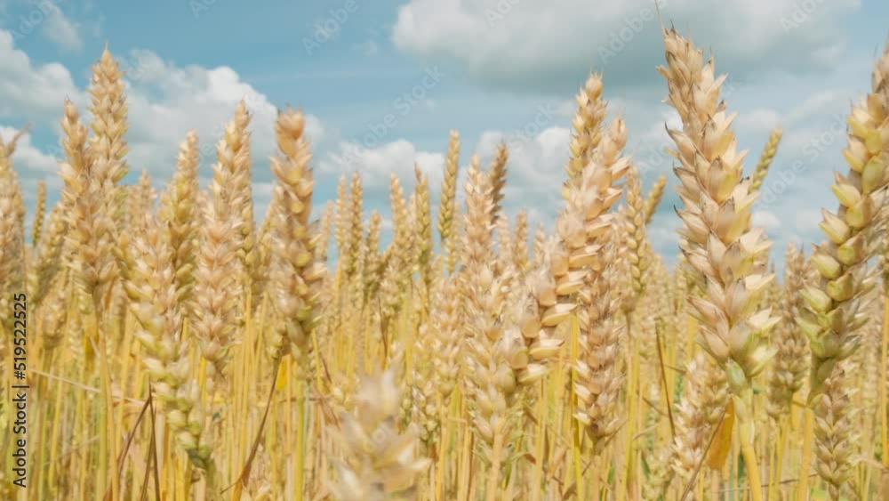 Wheat field. Ukrainian wheat grain harvest. Wheat field. Ukrainian wheat grain harvest.