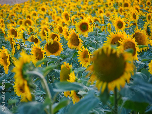 Agricultural sunflowers for the production of sunflower oil in the romantic evening light in summer photo