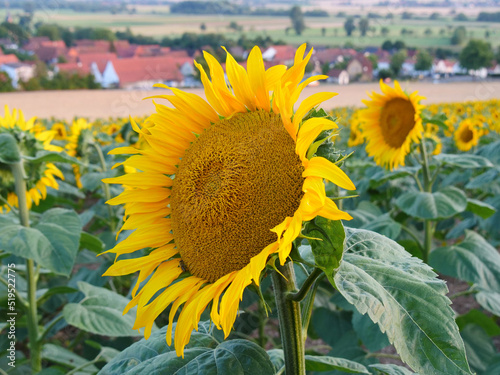 Agricultural sunflowers for the production of sunflower oil in the romantic evening light in summer photo