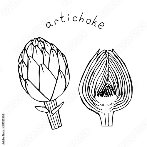 Artichoke vector illustration, hand drawing sketch