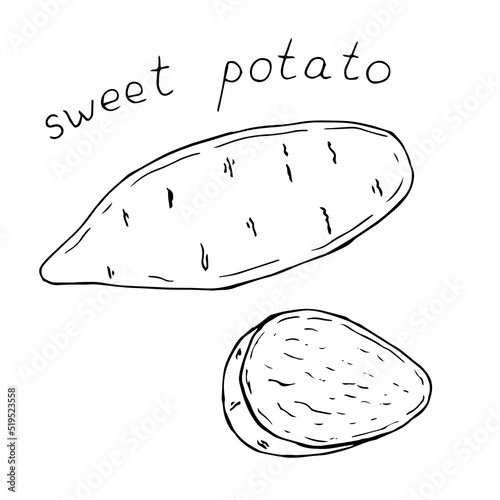 Sweet potato vector illustration, hand drawing sketch