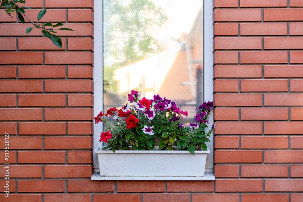 Flowers in a box on the windowsill of a residential building. A red brick house. Copy space