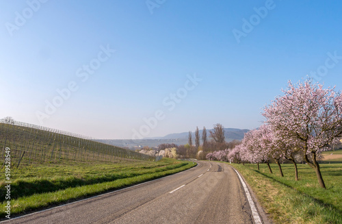 Blühende Mandelbäume (Prunus dulcis) photo