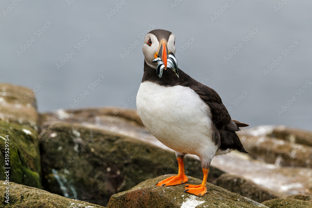 Atlantic puffin with a beak full of sandeels on Farne Islands near the small city of Seahouses in the northeast of England, United Kingdom Atlantic puffin with a beak full of sandeels on Farne Islands near the small city of Seahouses in the northeast of England, United Kingdom