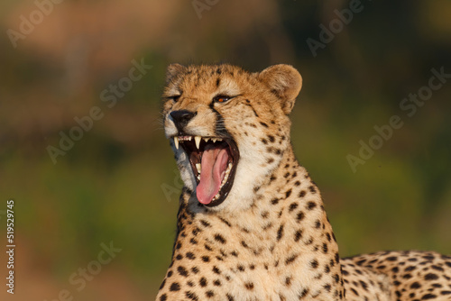 Yawning cheetah in a Game Reserve part of the Greater Kruger Region in South Africa