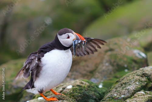Atlantic puffin with a beak full of sandeels on Farne Islands near the small city of Seahouses in the northeast of England, United Kingdom