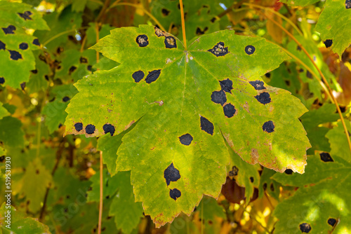 Green leaves of wild grapes are damaged by black spots