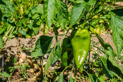 Organically produced unripe peppers. A close-up view of an unripe fruit of an organically produced pepper on the stem of a plant, in a private garden.
