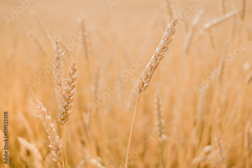 Close-up of ears of rye. Sowing wheat. Agrocomplex and sunflower oil. Rye and the creation of flour and bread. Baking bakery products. Gluten products. Field of ripening rye in a summer day. sunrise. 